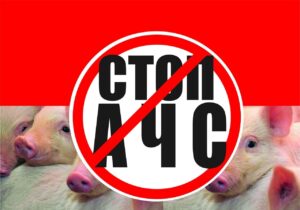 африканская чума свиней