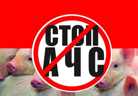 африканская чума свиней