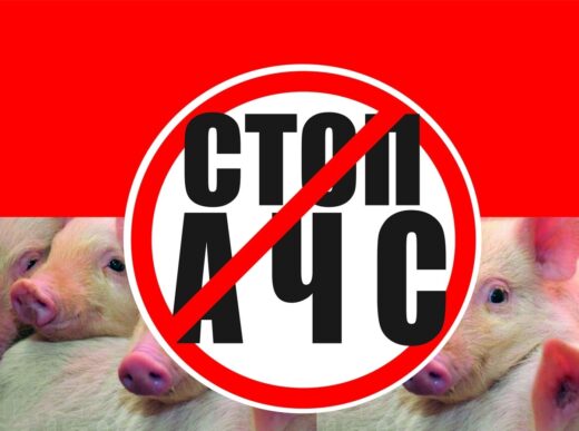 африканская чума свиней
